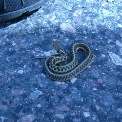gater snake serpent picture garden common Thamnophis Colubridae Eastern_garter_snake_(Little_Rapids)