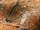 picture Colubridae common snake gater serpent Thamnophis garden Snakes_on_an_Island