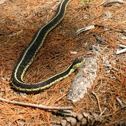 picture Colubridae common snake gater serpent Thamnophis garden Snakes_on_an_Island