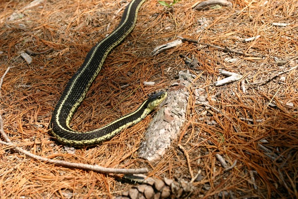 picture Colubridae common snake gater serpent Thamnophis garden Snakes_on_an_Island