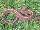 picture common snake Colubridae Thamnophis serpent gater garden Thamnophis_sirtalis