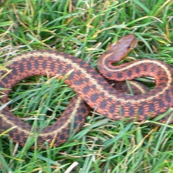 picture common snake Colubridae Thamnophis serpent gater garden Thamnophis_sirtalis