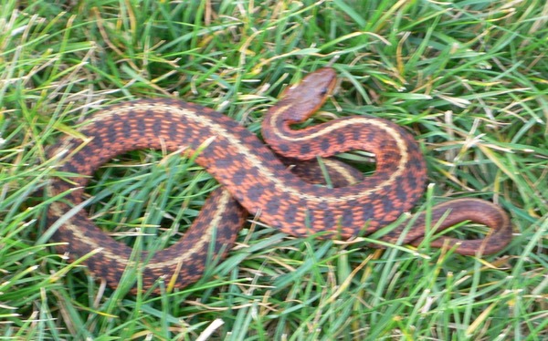 picture common snake Colubridae Thamnophis serpent gater garden Thamnophis_sirtalis