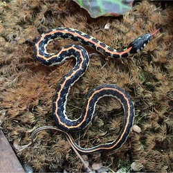 picture garden snake Colubridae gater serpent Thamnophis common Thamnophis_cyrtopsis_ocellatus