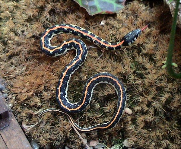 picture garden snake Colubridae gater serpent Thamnophis common Thamnophis_cyrtopsis_ocellatus