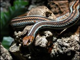 picture serpent Thamnophis snake garden common gater Colubridae Oestliche-strumpfbandnatter-01