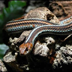 picture serpent Thamnophis snake garden common gater Colubridae Oestliche-strumpfbandnatter-01