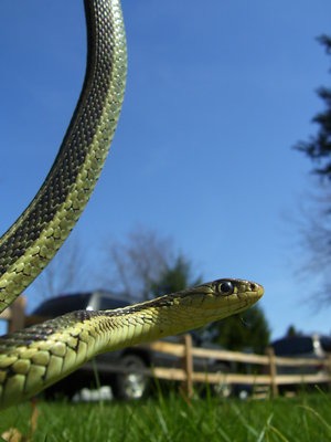 picture serpent garden snake Thamnophis Colubridae gater common Garter_Snake_01