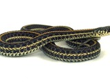 picture snake Colubridae garden serpent gater Thamnophis common Plains_gartersnake