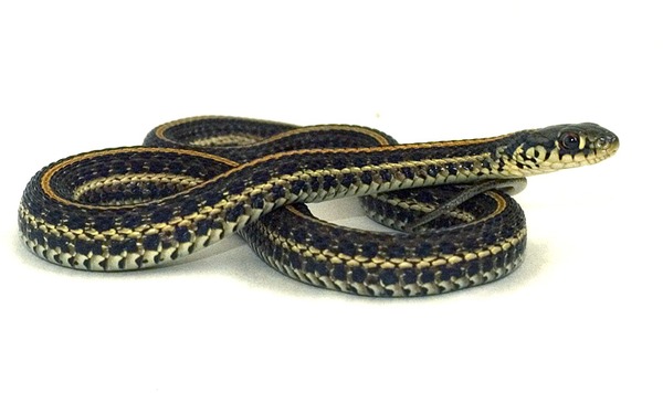 picture snake Colubridae garden serpent gater Thamnophis common Plains_gartersnake