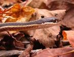 picture snake garden common gater Colubridae serpent Thamnophis Eastern_RibbonSnake