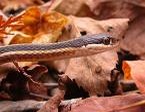 picture snake garden common gater Colubridae serpent Thamnophis Eastern_RibbonSnake