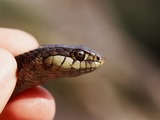 serpent common snake picture Thamnophis Colubridae gater garden Thamnophis_elegans_terrestris06