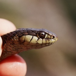 serpent common snake picture Thamnophis Colubridae gater garden Thamnophis_elegans_terrestris06