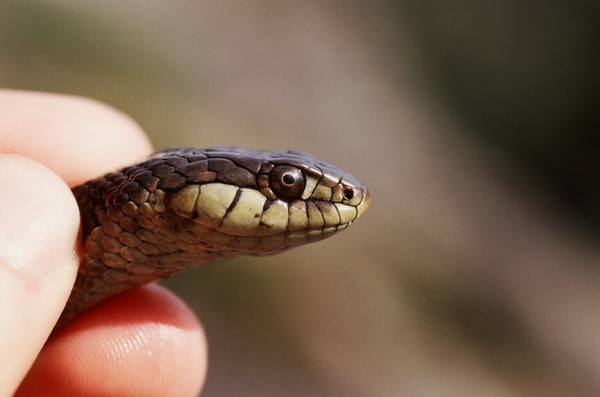 serpent common snake picture Thamnophis Colubridae gater garden Thamnophis_elegans_terrestris06