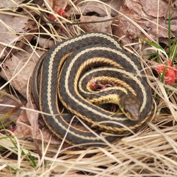 serpent garden Thamnophis picture Colubridae snake common gater Thamnophis_butleri