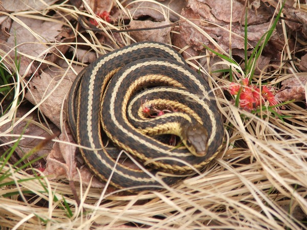 serpent garden Thamnophis picture Colubridae snake common gater Thamnophis_butleri
