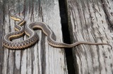 Reptiles