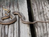 serpent gater snake picture Colubridae common garden Thamnophis Couleuvre_rayee_2009