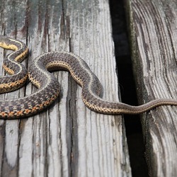 serpent gater snake picture Colubridae common garden Thamnophis Couleuvre_rayee_2009