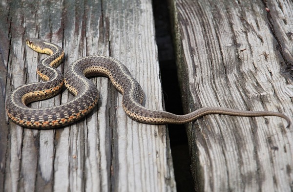 serpent gater snake picture Colubridae common garden Thamnophis Couleuvre_rayee_2009