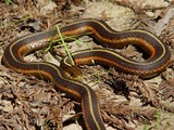 Reptiles