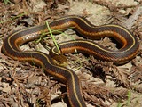 serpent snake garden Thamnophis gater common Colubridae picture Thamnophis_sirtalis_infernalis_002