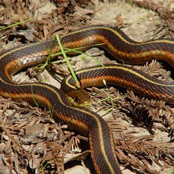 serpent snake garden Thamnophis gater common Colubridae picture Thamnophis_sirtalis_infernalis_002