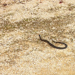 snake common Thamnophis gater Colubridae garden serpent picture Thamnophis_sirtalis_parietalis_Narcisse3