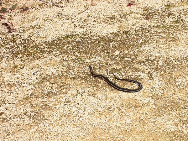 snake common Thamnophis gater Colubridae garden serpent picture Thamnophis_sirtalis_parietalis_Narcisse3