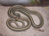 Snakes
