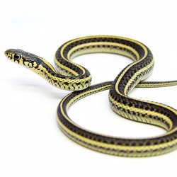 snake gater picture serpent garden common Thamnophis Colubridae Poledancer