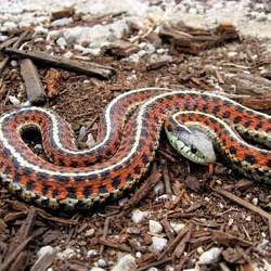 snake gater serpent Colubridae garden picture Thamnophis common Coast_Garter_Snake