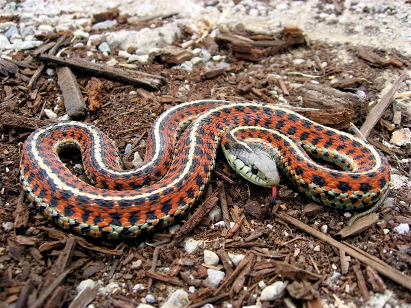 snake gater serpent Colubridae garden picture Thamnophis common Coast_Garter_Snake