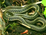 snake serpent common gater Colubridae picture garden Thamnophis Garter_snake_at_Noble_Woods_Park_-_Hillsboro,_Oregon