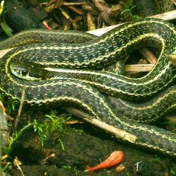 snake serpent common gater Colubridae picture garden Thamnophis Garter_snake_at_Noble_Woods_Park_-_Hillsboro,_Oregon