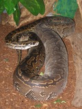 Python Pythonidae Snake serpiente serpent piton serpiente Pythonidae Python piton serpent Snake Adult_Female_Python_sebae