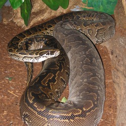 Python Pythonidae Snake serpiente serpent piton serpiente Pythonidae Python piton serpent Snake Adult_Female_Python_sebae