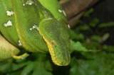 Snakes