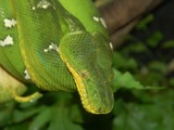 Python Pythonidae piton serpent Snake serpiente serpiente serpent piton Snake Python Pythonidae Morelia_fgo1