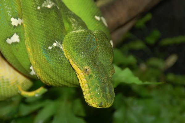Python Pythonidae piton serpent Snake serpiente serpiente serpent piton Snake Python Pythonidae Morelia_fgo1