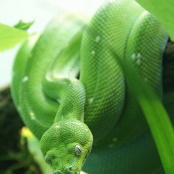 Python Pythonidae piton serpiente serpent Snake Python serpiente serpent piton Snake Pythonidae Morelia_viridis_5