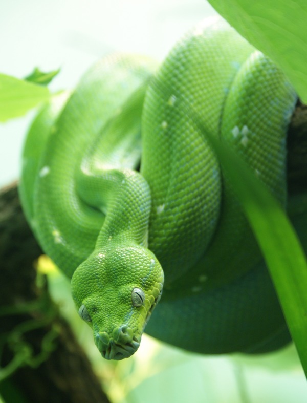 Python Pythonidae piton serpiente serpent Snake Python serpiente serpent piton Snake Pythonidae Morelia_viridis_5