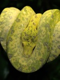 Python Pythonidae serpent piton Snake serpiente Pythonidae piton Python serpent Snake serpiente BaumpythonFarbwechsel2
