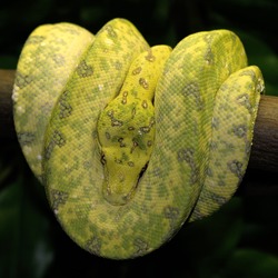 Python Pythonidae serpent piton Snake serpiente Pythonidae piton Python serpent Snake serpiente BaumpythonFarbwechsel2