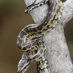Python Pythonidae serpiente piton serpent Snake serpiente Pythonidae piton serpent Python Snake Python_natalensis_baby_Koedoesdraai