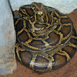 Python Snake piton Pythonidae serpent serpiente Pythonidae serpiente Python Snake piton serpent Brooding_female_Python_molurus_bivittatus