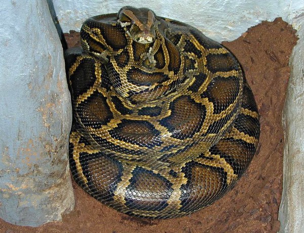 Python Snake piton Pythonidae serpent serpiente Pythonidae serpiente Python Snake piton serpent Brooding_female_Python_molurus_bivittatus