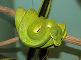 Python Snake piton Pythonidae serpiente serpent serpiente serpent Pythonidae Python piton Snake Green_Tree_Python