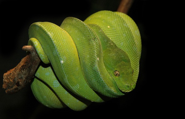 Python Snake piton serpent Pythonidae serpiente Snake serpiente Pythonidae Python piton serpent Gruene_baumpythoncele4